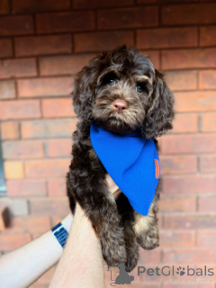 Photo №1. labradoodle - for sale in the city of Clonmel | negotiated | Announcement № 157472