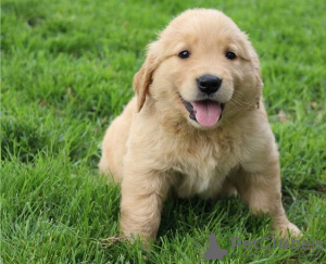 Photo №1. golden retriever - for sale in the city of Starnberg | Is free | Announcement № 95703