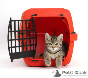 Photo №1. Services for the delivery and transportation of cats and dogs in the city of Warsaw. Announcement № 52479