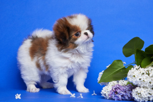 Photo №1. japanese chin - for sale in the city of St. Petersburg | 865$ | Announcement № 2856