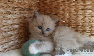 Photo №4. I will sell ragdoll in the city of Hawaiian Paradise Park.  - price - 350$