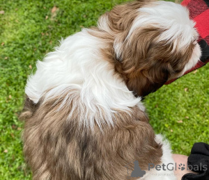 Photo №3. Magnificent Shih Tzu Puppies for sale. Germany