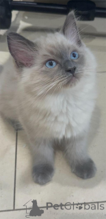 Photo №2 to announcement № 151548 for the sale of ragdoll - buy in Germany 