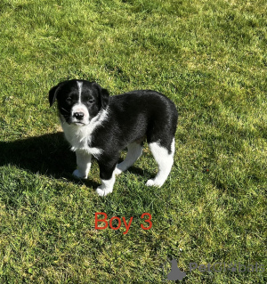 Photo №4. I will sell border terrier in the city of Milford. breeder - price - 700$