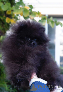 Photo №3. Pomeranian Spitz. Greece