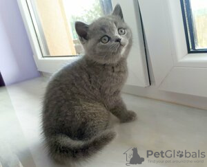 Photo №2 to announcement № 123662 for the sale of british shorthair - buy in Germany private announcement