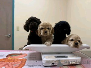 Photo №2 to announcement № 139036 for the sale of american cocker spaniel - buy in United States private announcement, breeder