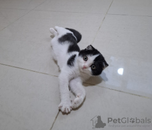 Photo №3. Scottish Vysloguye Cat. United Arab Emirates