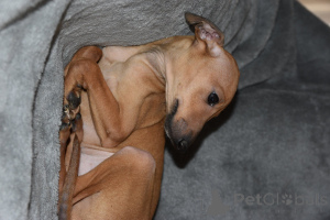 Photo №2 to announcement № 134878 for the sale of italian greyhound - buy in Serbia breeder