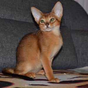 Photo №1. abyssinian cat - for sale in the city of Dnipro | 516$ | Announcement № 4422