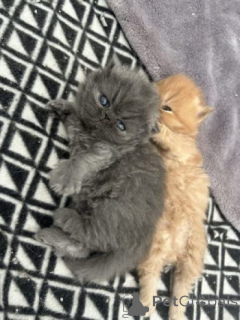Photo №2 to announcement № 174810 for the sale of persian cat - buy in United Kingdom private announcement