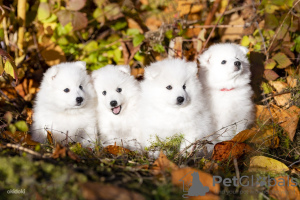 Photo №2 to announcement № 29106 for the sale of japanese spitz - buy in Estonia private announcement