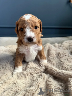 Photo №3. Betsy's Australian Double Doodles WhatsApp 44 7453 907158. Germany