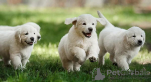 Photo №1. golden retriever - for sale in the city of Салоники | 376$ | Announcement № 130747