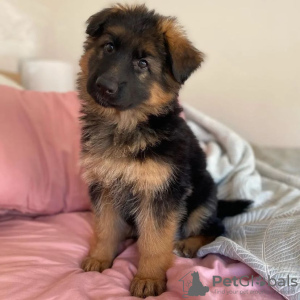 Photo №1. german shepherd - for sale in the city of Boat | negotiated | Announcement № 96458