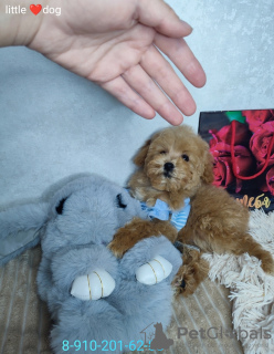 Photo №1. poodle (toy) - for sale in the city of Москва | 846$ | Announcement № 50727