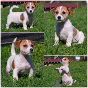 Additional photos: Booking Jack Russell puppies from the kennel for May-June