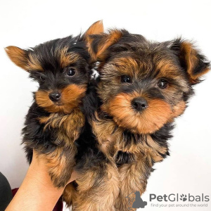 Photo №1. yorkshire terrier - for sale in the city of Харлем | 370$ | Announcement № 95008