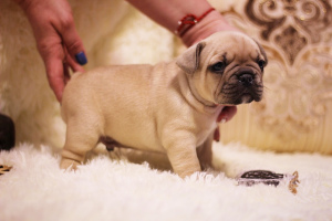 Photo №1. french bulldog - for sale in the city of Kursk | 1094$ | Announcement № 1531