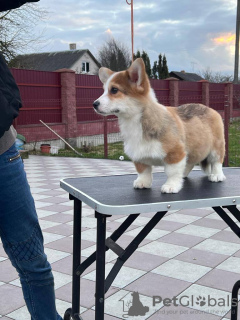 Photo №4. I will sell welsh corgi in the city of Berlin. from nursery - price - 1268$