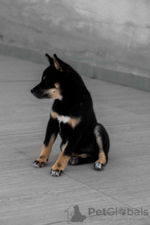 Photo №2 to announcement № 97922 for the sale of shiba inu - buy in Spain private announcement, breeder