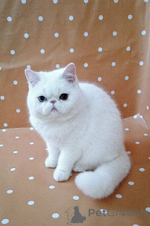 Photo №3. British Shorthair kittens for adoption. United Kingdom