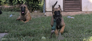 Additional photos: Belgian Malinois Shepherd puppies