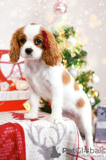 Photo №2 to announcement № 78562 for the sale of cavalier king charles spaniel - buy in Belarus from nursery