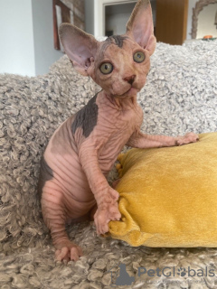 Photo №1. sphynx cat - for sale in the city of Zvenigorod | 7$ | Announcement № 12216