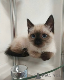 Photo №2 to announcement № 162969 for the sale of siamese cat - buy in Sweden breeder