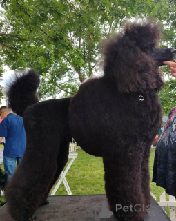 Photo №2 to announcement № 163916 for the sale of poodle (dwarf) - buy in Serbia breeder