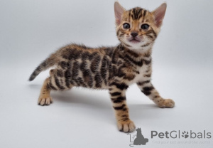 Photo №1. bengal cat - for sale in the city of Gallipoli | negotiated | Announcement № 155703