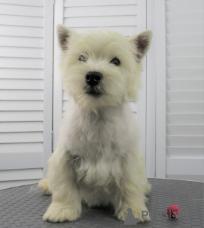Photo №3. west highland white terrier puppy 6 months old. Russian Federation