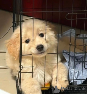 Photo №2 to announcement № 136179 for the sale of golden retriever - buy in United States breeder