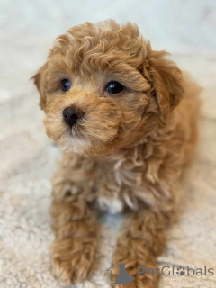 Photo №2 to announcement № 149827 for the sale of maltipu - buy in Germany private announcement, breeder