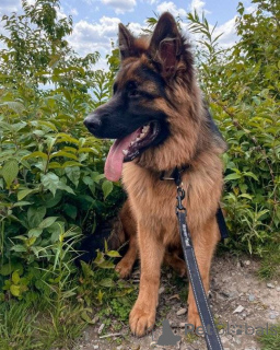 Photo №1. german shepherd - for sale in the city of Дортмунд | negotiated | Announcement № 138717