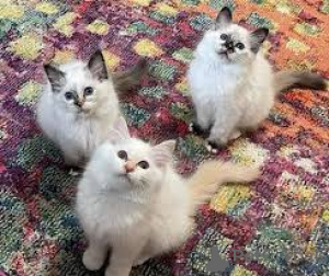 Photo №1. birman - for sale in the city of Espoo | 516$ | Announcement № 166942