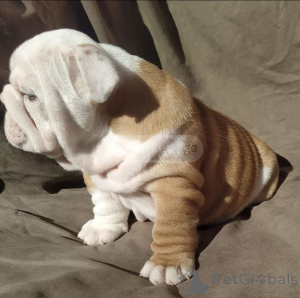 Photo №1. english bulldog - for sale in the city of Milan | negotiated | Announcement № 137331