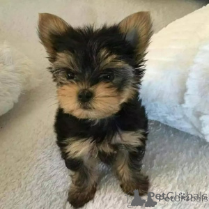Photo №1. yorkshire terrier - for sale in the city of Sofia | negotiated | Announcement № 166894