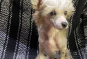Photo №2 to announcement № 129137 for the sale of chinese crested dog - buy in France breeder