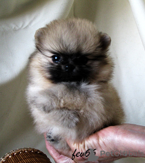Photo №4. I will sell pomeranian in the city of Москва. breeder - price - 448$