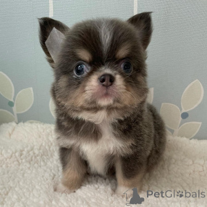 Photo №3. We have cute chihuahua puppies available and ready for new home.. Australia