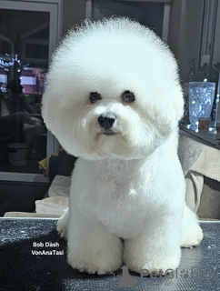 Photo №1. bichon frise - for sale in the city of Leskovac | Is free | Announcement № 100245