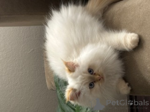 Photo №2 to announcement № 138520 for the sale of siberian cat - buy in Germany private announcement