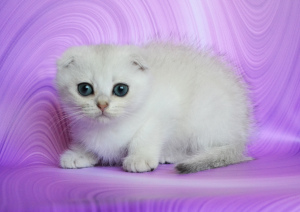 Photo №2 to announcement № 2328 for the sale of scottish fold - buy in Ukraine breeder