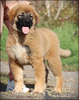 Photo №1. caucasian shepherd dog - for sale in the city of Belgrade | negotiated | Announcement № 123602