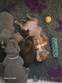 Photo №2 to announcement № 133055 for the sale of english bulldog - buy in Germany private announcement