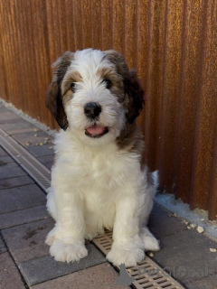 Photo №3. Wunderschöne Doodle-Welpen suchen ein liebevolles neues Zuhause. Germany
