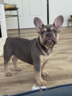 Photo №2 to announcement № 155483 for the sale of french bulldog - buy in Ukraine breeder