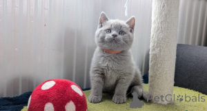 Photo №1. british shorthair - for sale in the city of Anderlecht | 413$ | Announcement № 173897